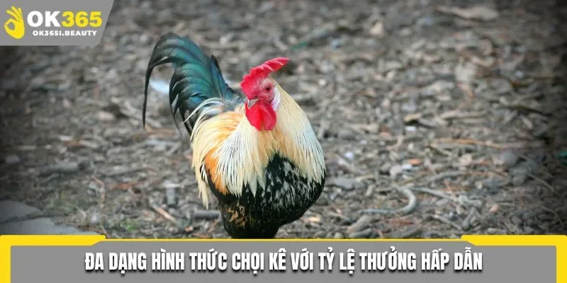 Đa dạng hình thức chọi kê với tỷ lệ thưởng hấp dẫn