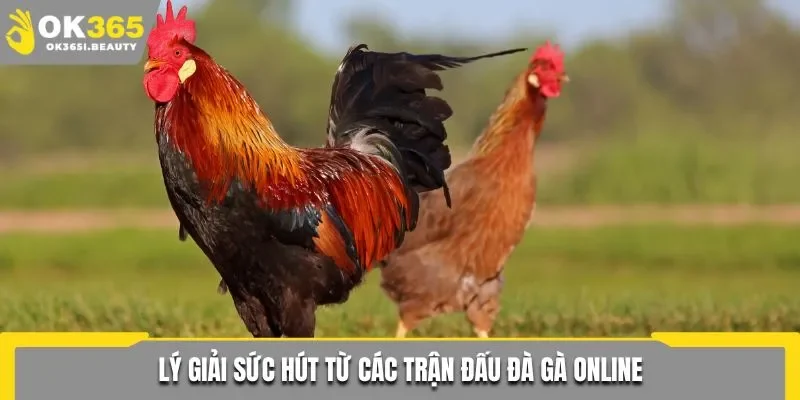 Lý giải sức hút từ các trận đấu đà gà online